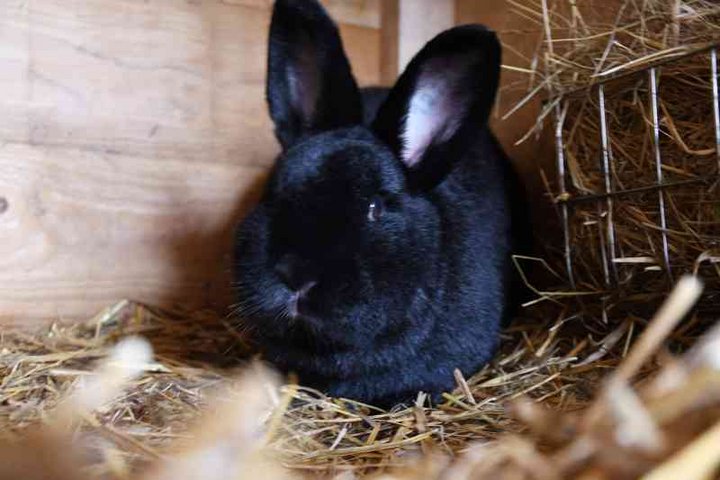 Kaninchen im Stall - Asbacher Hütte der Stiftung kreuznacher diakonie