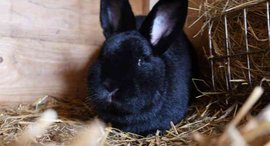 Kaninchen im Stall - Asbacher Hütte der Stiftung kreuznacher diakonie