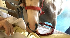 Das Therapiepony Eclipse besucht regelmäßig Gäste des Eugenie Michels Hospiz der Stiftung kreuznacher diakonie