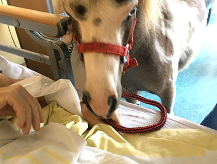 Das Therapiepony Eclipse besucht regelmäßig Gäste des Eugenie Michels Hospiz der Stiftung kreuznacher diakonie