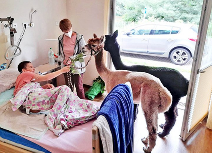 Pfarrerin Wiltrud Bauer mit ihren Alpakas im Hospiz