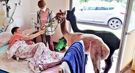 Pfarrerin Wiltrud Bauer mit ihren Alpakas im Hospiz