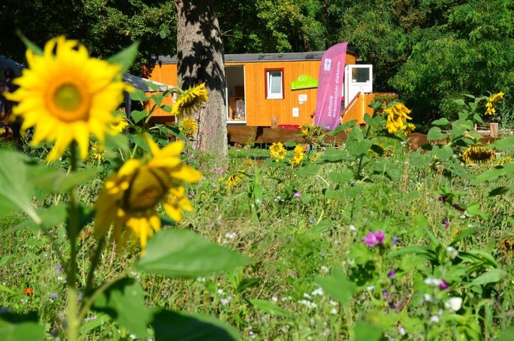 Sonnenblume und im Hintergrund das Café Löwenzahn, ein Integrationsprojekt der Wohnungslosenhilfe auf der Eremitage